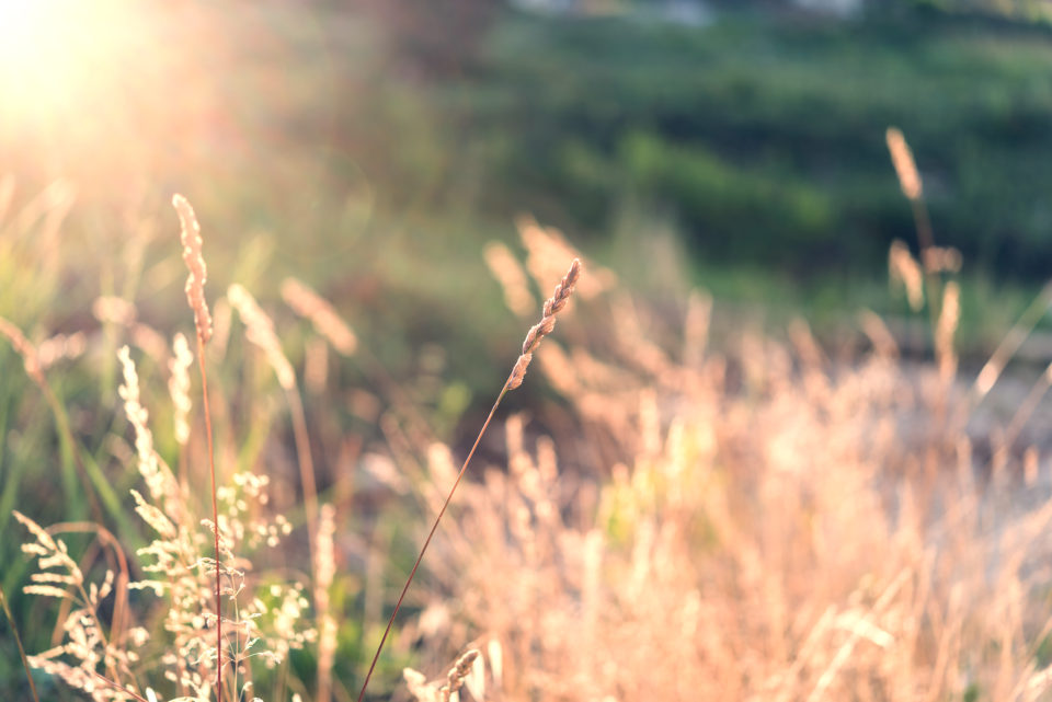 grass
